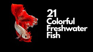 Colorful Freshwater Fish  21 Great Choices