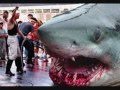 اكبر سمكه قرش في العالم Megalodon اكبر سمكه قرش في العالم Megalodon