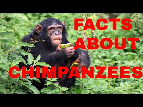 24 Fun Facts About Chimpanzees video(How Intelligent is Chimpanzee?)