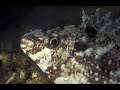 Night dive for rabbit fish  palau