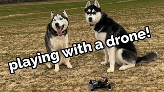 my dogs play with a drone