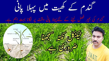 First irrigation time in wheat crop |When to irrigate wheat field |How to increase tillers in wheat