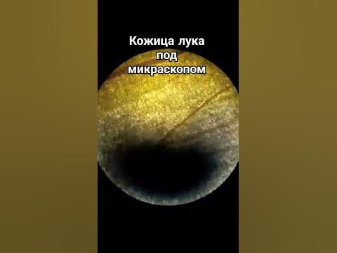 Кожица лука под микроскопом #микромир #shorts #микроскоп - YouTube
