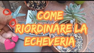 Echeveria Allungata....la Sistemo