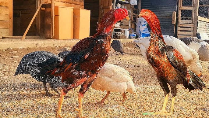 Yigitning eshagida ikkita xoroz Yigitning eshagida ikkita xoroz