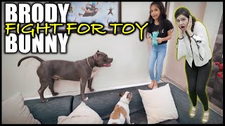 Brody Bunny Fighting for New Toy | Funny Dog Fight French Bulldog vs American Bully | Harpreet SDC
