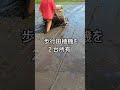 田植え 美味しいお米 通販 長野県 信州 飯山 コシヒカリ 幻の米 農家 金崎さんちのお米 #Shorts