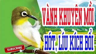 Vành khuyên líu, Luyện vành khuyên non hót hay mỗi ngày #vanhkhuyenliu