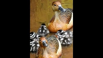 Lesser whistling duck with Chicks | Ducklings