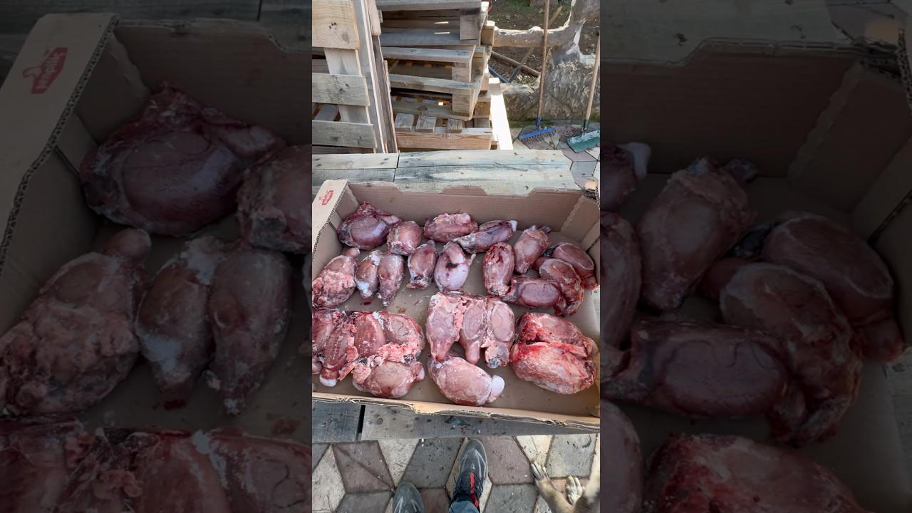 20KG BİLLUR YEDİLER🐑🐺#billur #yemek #asmr