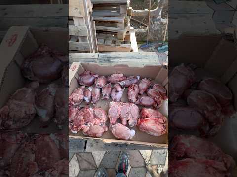 20KG BİLLUR YEDİLER🐑🐺#billur #yemek #asmr