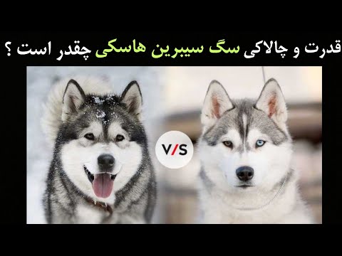 تصویری: توله سگ هاسکی چقدر است