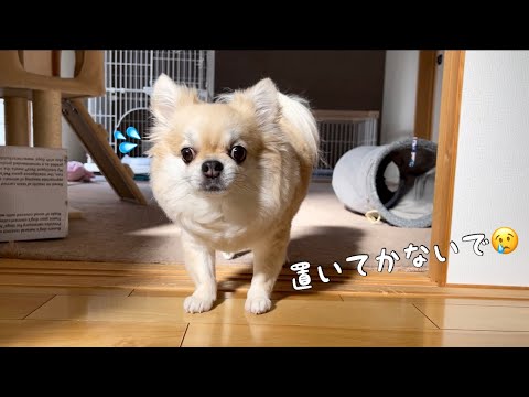 毒チワワ様取り置き 毒チワワ on X: 