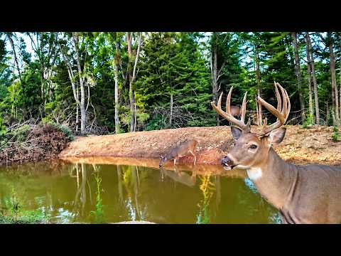 The Single Best Trail Cam Video of the week!
