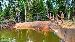 The Single Best Trail Cam Video of the week!