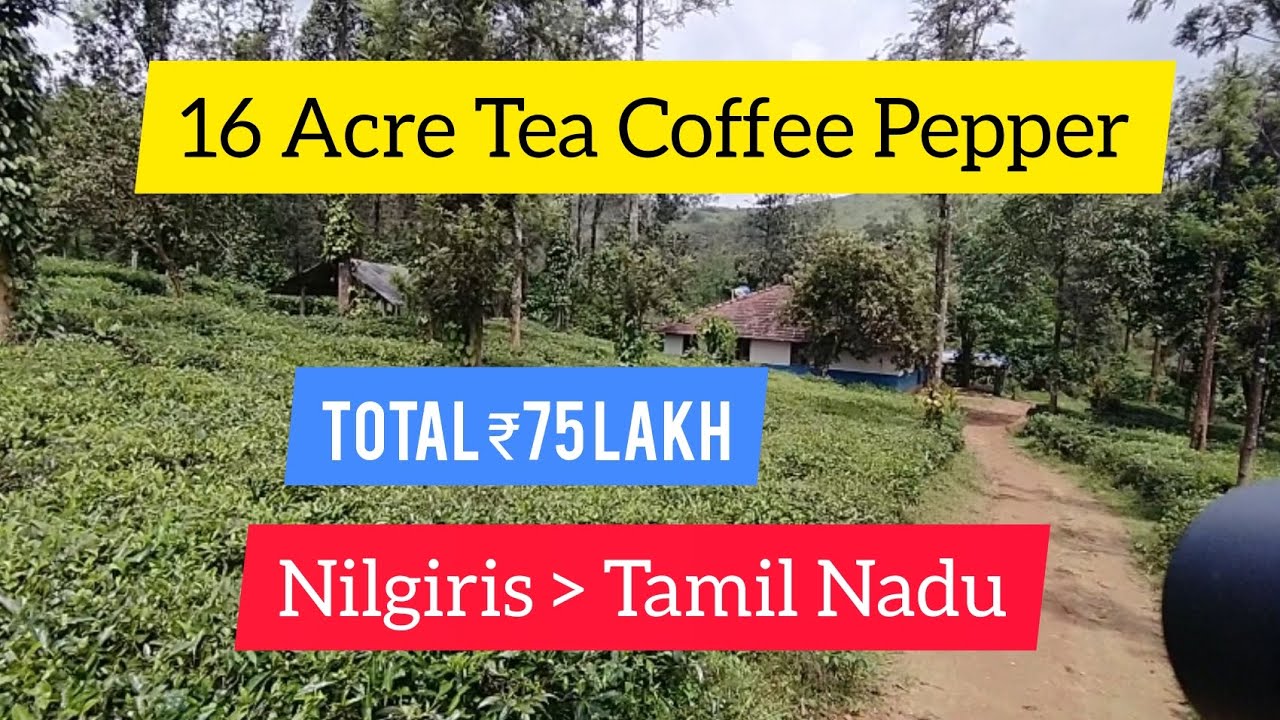 16 Acre Tea Coffee Pepper With Houses For Sale | Nilgiris | Tamil Nadu (75 Lakh)