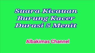 Suara Burung Kacer Durasi 5 Menit (Audio Official)