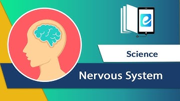 Nervous System || Animated science video || elearn K12
