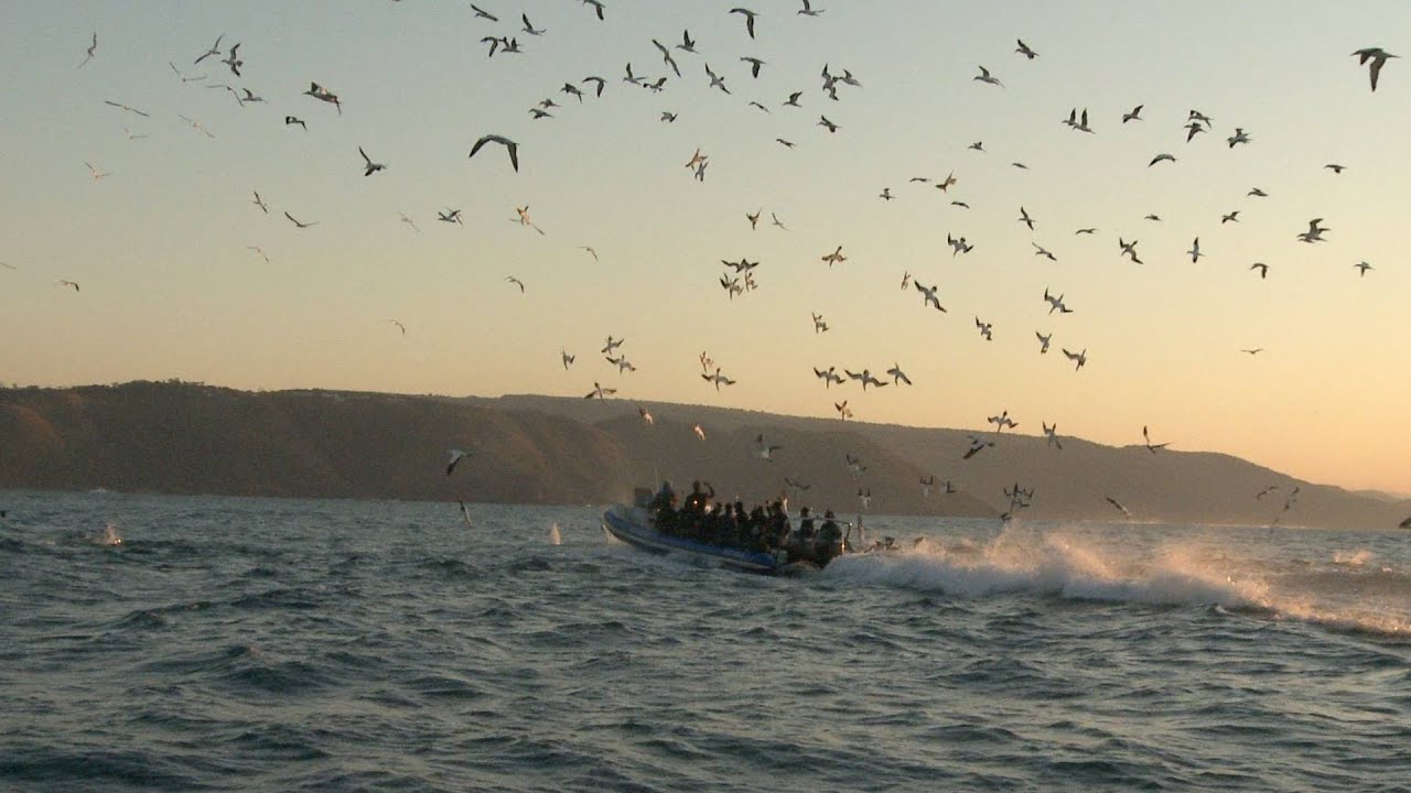 Sardine Run 2015