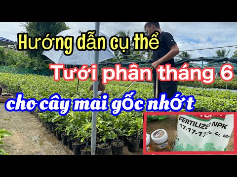 chăm sóc mai vàng gốc nhớt.phân và dưỡng cho cây.giúp mập mạp tạo nụ.hướng dẫn chi tiết.cho anh em.