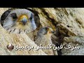 العوسق صقر الجراد بوعميرة  