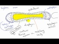 general anatomy 6  - types of bone (2)- development of bone- by dr Sameh Ghazy