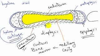 general anatomy 6  - types of bone (2)- development of bone- by dr Sameh Ghazy