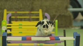 Hopping mad: Swedish showjumping rabbits bounce into action