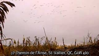 Action de chasse - Caroie, guides de chasse