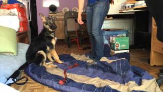 Ruby-German Shepherd Rescue ADOPTED