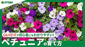 ペチュニアの花がら摘みと切り戻し Youtube