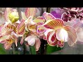 Вау! КАСТОРАМА ПОРАДОВАЛА!Новинки ОРХИДЕИ фаленопсис биг липы, бабулетка 542р. | орхидея orchid