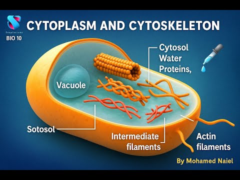 الهيكل الخلوي والسيتوبلازم تركيب ووظائف الهيكل الخلوي الأنابيب الوسطية الأكتين أحياء عاشر