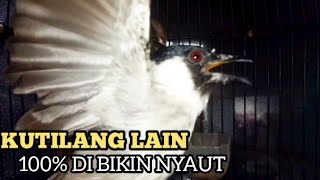 kutilang gacor TARUNG buat pancingan kutilang agar bunyi jadikan burung kutilang gacor