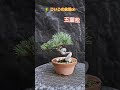 【 五葉松の剪定をするよー 】Japanese white pine　#Shorts #盆栽 #bonsai　 ミニ盆栽 ショート