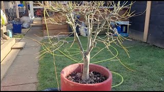 How To Repot Acer Bonsai Working The Roots to Fit a Smaller Pot / Japanese Maple