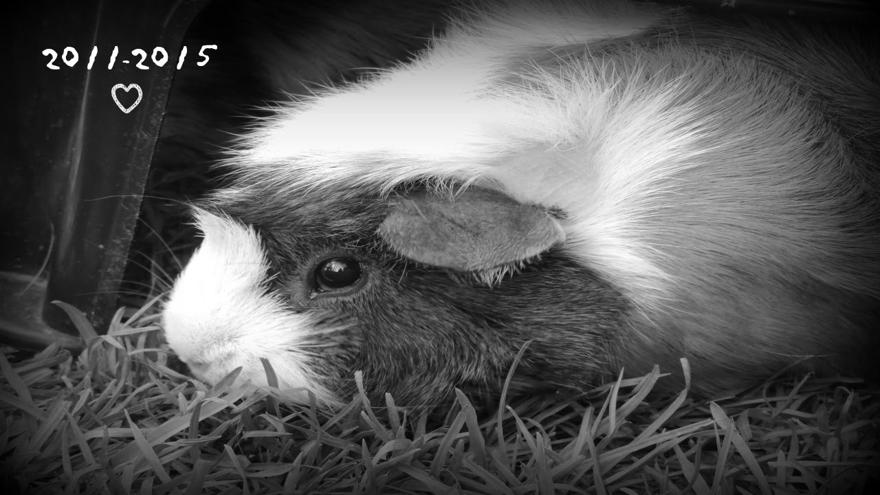 Rest Easy, Truffles♡