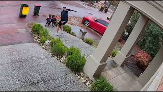 Rottweiler Puppies Pull Hard On Leash Causing Owner To Fall Onto Bins - 1505428