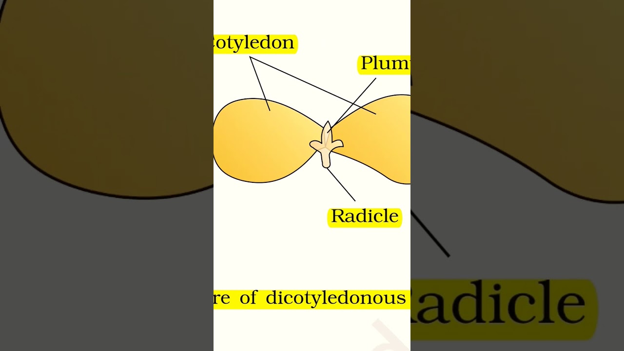 Structure of dicot seed. 