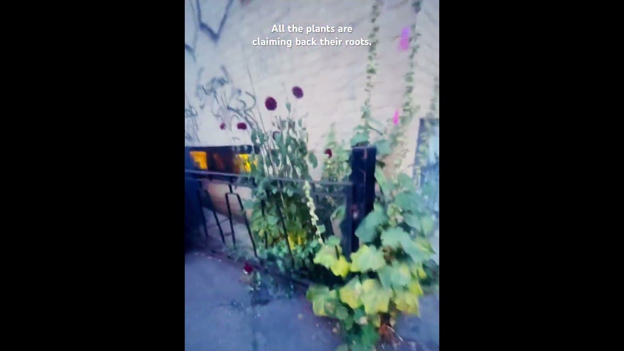  Wildplants Wildflowers No Pot Needed Mothernatureisbeautiful Mothernature Flowers Plants