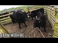 Separating Calves From Their Mothers