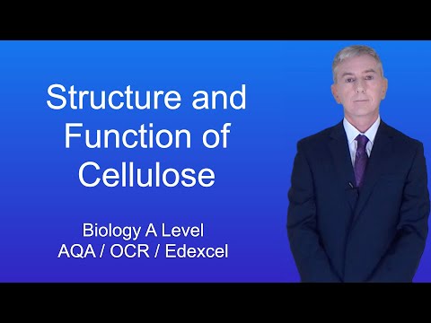 A Level Biology Revision "Structure and Function of Cellulose"