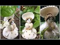 Handmade SEASHELL DOLL || part-2