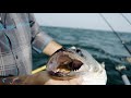 Sunline Walleye