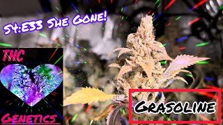 Seed to Harvest - Grasoline