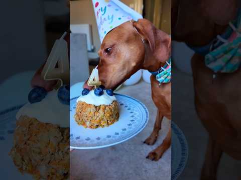 Video preview for Kiwi's birthday short