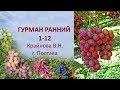 @Виноград 2019. Виноград Гурман ранний. Отзыв о винограде