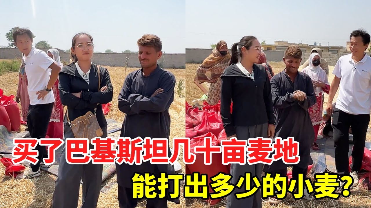 黑妞在巴基斯坦拿下十几亩麦子地！这波能打出多少麦子？太让人期待了【黑妞在巴基斯坦】#海外生活 #海外日常
