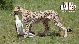 Cheetah Catches A Gazelle! | Maasai Mara Safari | Zebra Plains