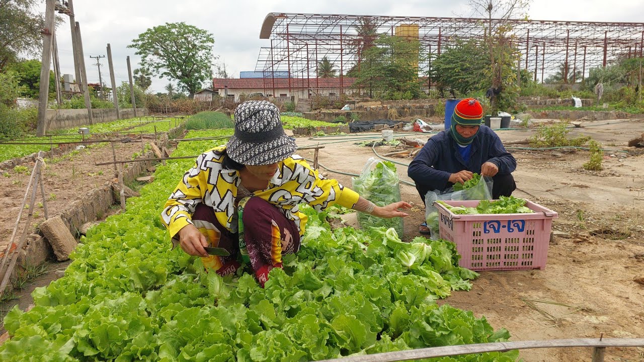 มาซื้อผักที่สวนเจ้ล้านจ้า